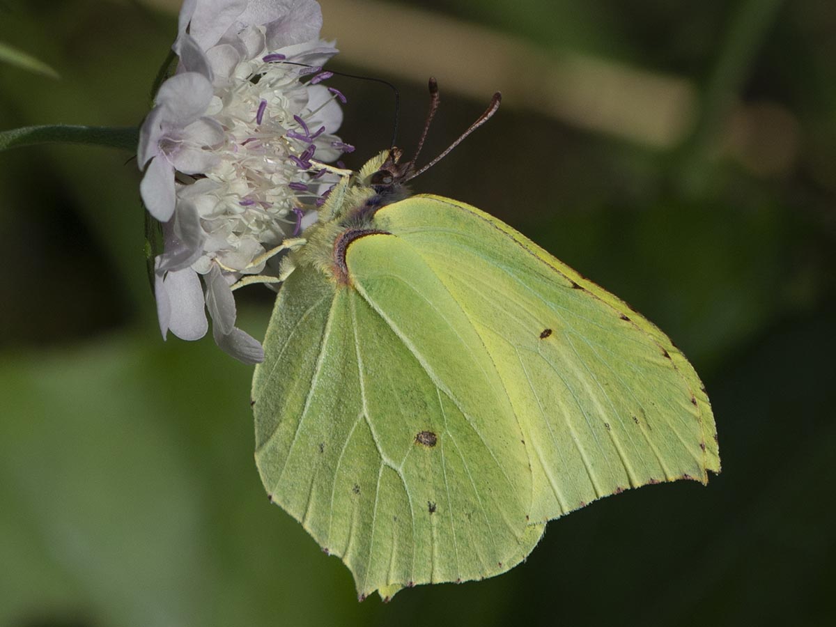 Gonepteryx rhamni